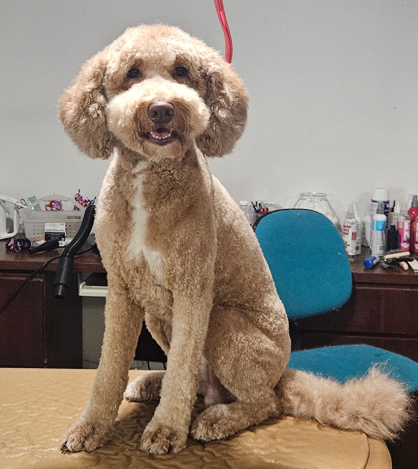 Fancy Fluff grooming gallery photo 1