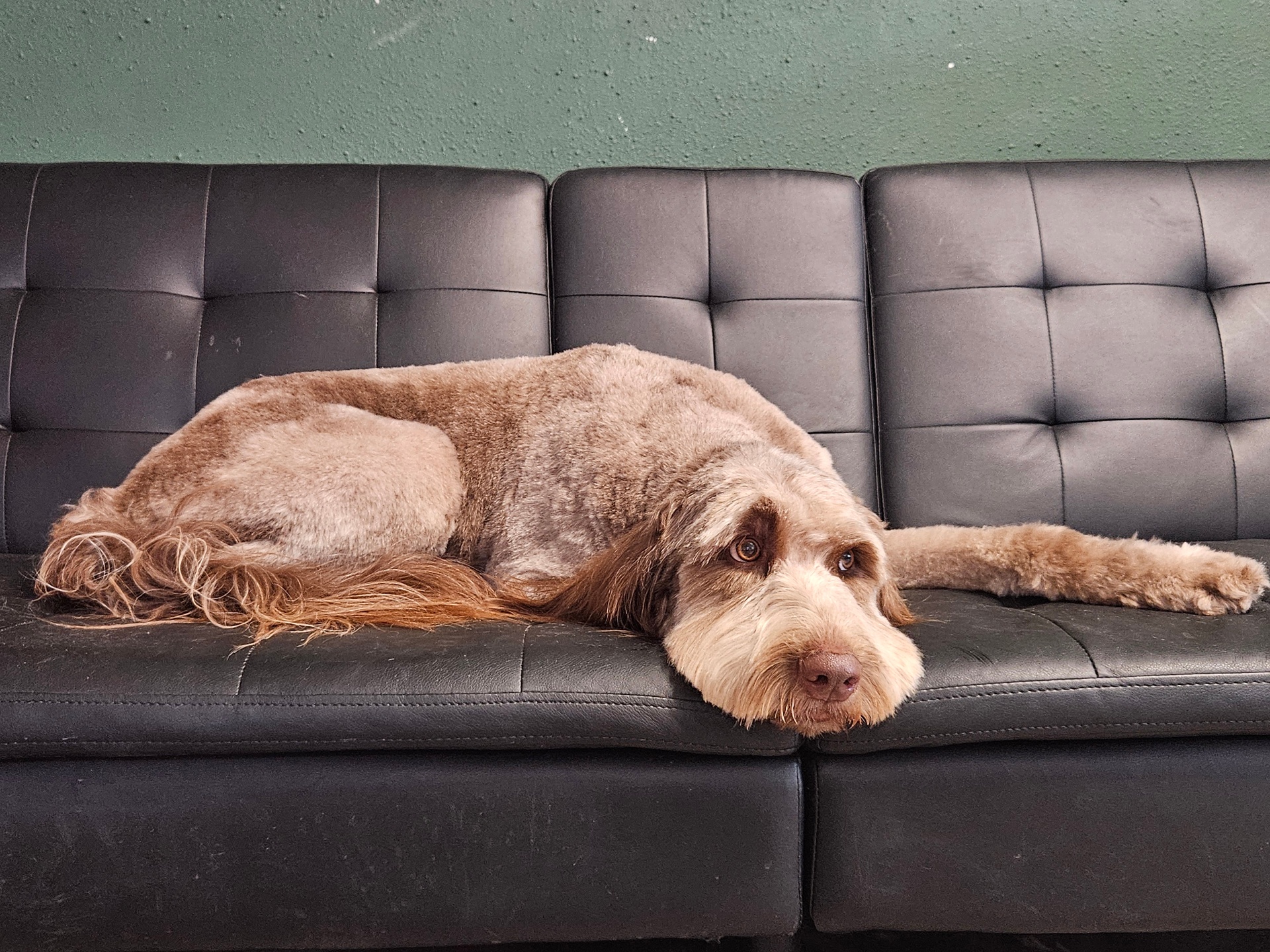 Fancy Fluff grooming gallery photo 3