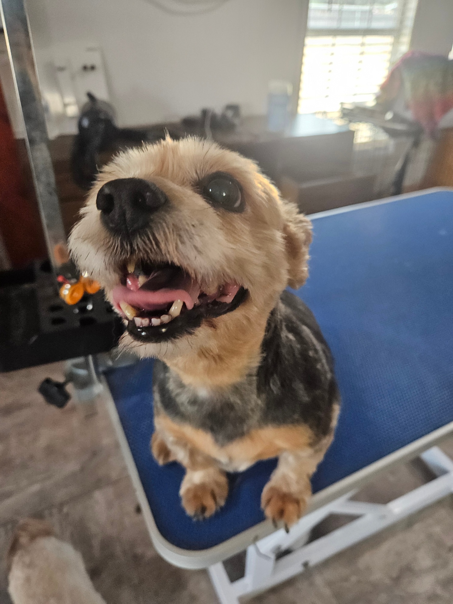 Fancy Fluff grooming gallery photo 5